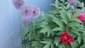 Одинцовское ПАТП 
