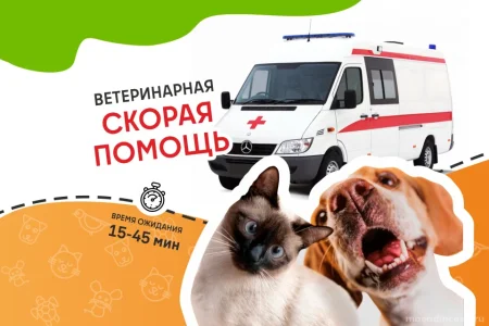 Ветеринарная служба ВетСкорая24 на улице Маковского фото 5
