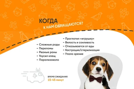Ветеринарная служба ВетСкорая24 на улице Маковского фото 6