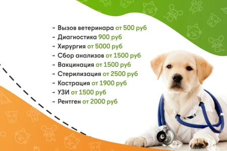 Ветеринарная служба ВетСкорая24 на улице Маковского фото 2