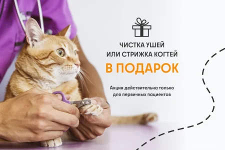 Ветеринарная служба ВетСкорая24 на улице Маковского фото 4